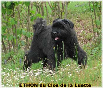 bouvier des flandres photo chiot - Elevage Clos Luette - COPYRIGHT DEPOSE